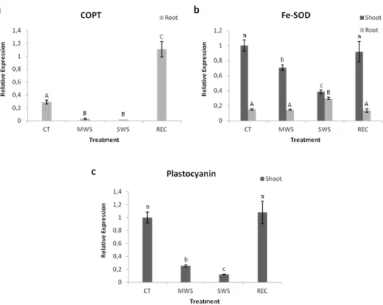 Figure 2. RT-qPCR analysis of the expression profile of copper-related genes in  shoots  (dark  grey)  and  roots  (silver)  of  M
