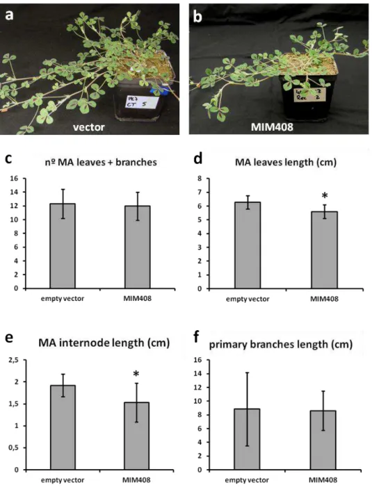 Figure  5.  Phenotypical  analysis  of  (a)  well-watered  MIM408  plants  (n=26)  in  comparison to (b) plants transformed with an empty vector (n=10)