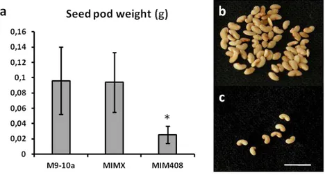 Figure 6. Analysis of MIM408 seed pods and seeds. (a) Average weight of seed  pods  from  different  genotypes;  MIM408  (n=14)  seed  pods  had  a  significantly  lower  weight  than  M9-10a  (n=22)  and  MIMX  samples  (n=21;  plants  from  a  different 