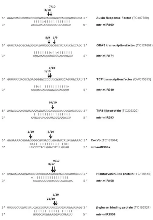 Figure  5.  Validation  of  in  silico  predicted  targets  for  M.  truncatula  miRNAs