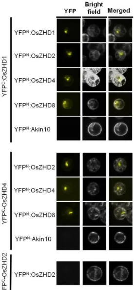 Figure  4.  BiFC  assay  to  confirm  interactions  between  the  Zn  Finger-HD TFs.  