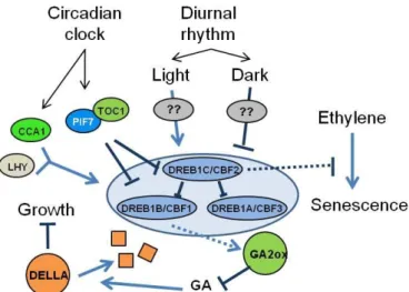 Figure  2.  Cross-talk  of  DREB1/CBFs  with  other  signalling  pathways.  TFs  are  shown in ovals