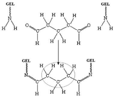Fig. 6 Mecanismo de reticulação da gelatina por exposição a vapor de glutaraldeído  [76])