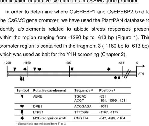 Figure 1. Putative abiotic stress-related cis-elements present in the OsRMC  gene  promoter