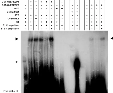 Figure  4.  Analysis  of  the  DNA-binding  specificity  of  OsEREBP1  and  OsEREBP2  to  the  S1  sequence  present  in  the  OsRMC  gene  promoter