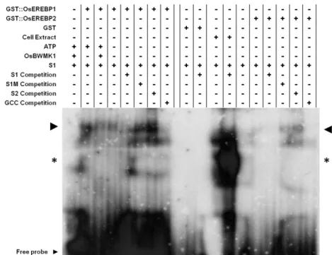 Figure  5.  Analysis  of  the  DNA-binding  specificity  of  OsEREBP1  and  OsEREBP2 to the site S1 of OsRMC gene promoter sequence