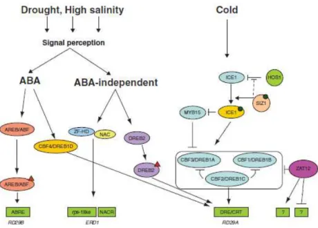 Figure 2. Transcriptional network of abiotic stress responses. Transcription  factors  and  post-translational  modifying  enzymes  are  represented  in  ovals  and  circles,  respectively