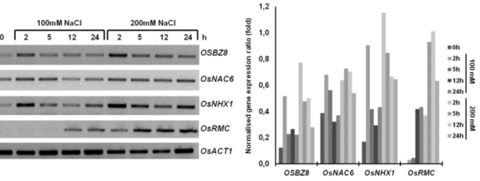Figure 1. Expression analysis of the salt stress responsive genes OSBZ8,  OsNAC6, OsNHX1 and OsRMC in response to high salinity conditions