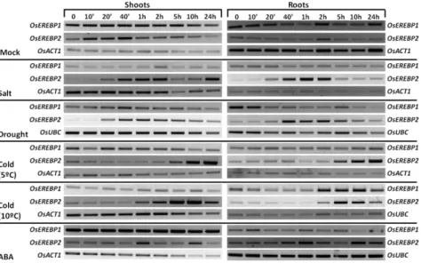 Figure  6.  Analysis  of  OsEREBP1  and  OsEREBP2  gene  expression  in  response  to  different  abiotic  stress  conditions