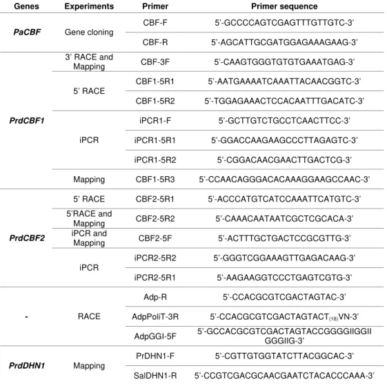 Table  1:  Sequences  of  the  primers  used  for  molecular  cloning  of  PrdCBF1,  PrdCBF2 and PrdDHN1, RACE-PCR, inverse PCR and mapping analysis