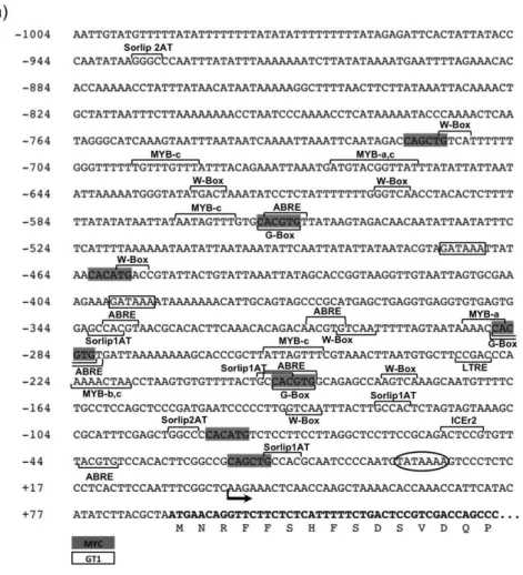 Figure 4. Analyses of the nucleotide sequence of the promoter regions of  PrdCBF1  (a)  and    PrdCBF2  (b,  next  page),  including  the  position  of  some  predicted   cis-elements