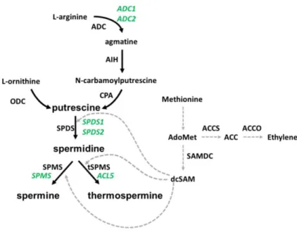 Figure 6. Biosynthesis pathway  of polyamines. Depicted in green are the genes identified in  Arabidopsis  thaliana  to  be  involved  in  polyamine  biosynthesis