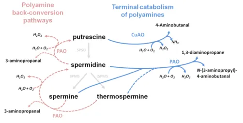 Figure  7.  Polyamines  catabolism  pathway.  The  polyamine  terminal  degradation  pathway  is  highlighted in blue and the back-conversion pathway in pink (after Cona et al., 2006; Fincato  et al., 2011)