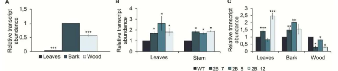 Fig.  3.  Relative  expression  levels  of  PtSHR2B  in  tissues  of  hybrid  aspen.  (A)  Wild- Wild-type (WT) plants grown in a greenhouse for 10 weeks