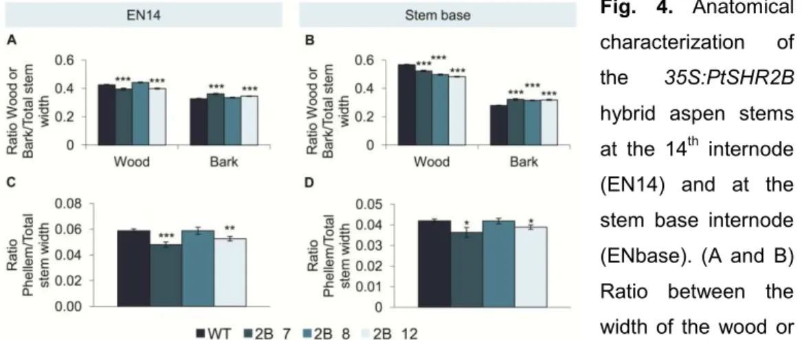 Fig.  4.  Anatomical  characterization  of  the  35S:PtSHR2B  hybrid  aspen  stems  at  the  14 th   internode  (EN14)  and  at  the  stem  base  internode  (ENbase)