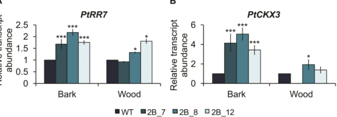 Fig.  5. Expression  of  genes  involved  in  cytokinin  function,  determined  at  the  stem  base  internode  (ENbase),  in  the  35S:PtSHR2B  hybrid  aspen  plants  grown  in  a  greenhouse  for  10  weeks