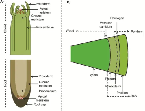 Fig. 1. Schematic representation of primary and secondary  plant growth. (A) Primary  growth  in the shoot  and root showing  the  apical  meristems  (SAM and RAM)  and the  three  primary  tissues:  protoderm,  procambium  and  ground  meristem
