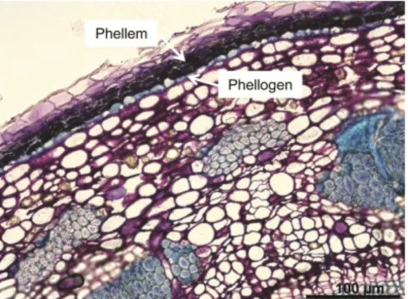 Fig. 2. Periderm development in a two  year-old stem of hybrid aspen, Populus  tremula  L