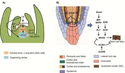 Fig. 3. Schematic representation of equivalent regulatory mechanisms in the shoot (A)  and root apical meristem (B)