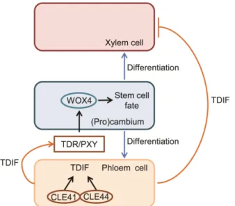 Fig.  4.  Schematic  representation  of  the  TDIF-TDR-WOX4  signaling  mechanism  regulating  the  fate  of  procambial  cells