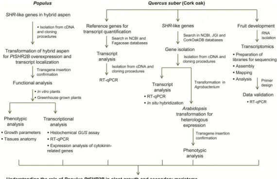 Fig.  5.  General  organization  of  the  research  and  thesis,  highlighting  the  main  techniques used during thesis studies