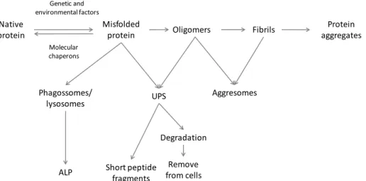 Fig.    3-  Abnormal  protein  model  of  protein  misfolding  and  fibrillation  leading  to  the  deposition  of  aggregated  proteins  via  misfolded  proteins,  formation  of  aggresomes  or  to  degradation  via  autophagy–lysosome  pathway  (ALP)  or
