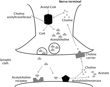 Fig.    6-  Acetylcoline  cycle.  Cholinergic  nerve  transmission  is  terminated  by  the  enzyme  AChE,  that  is  found  both  on  the  post-synaptic  membrane  of  cholinergic  synapses and in other tissues