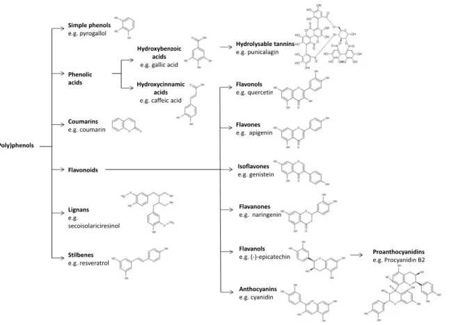 Figure 1. Classification and chemical structures of the main dietary (poly)phenol classes 
