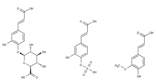Figure  5  –  Structures  of  caffeic  acid  in  sulfated,  glucuronidated  and  methylated form