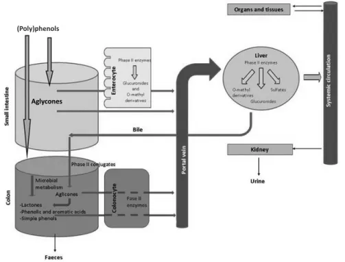Figure  7.  General  diagram  of  absorption,  biotransformation  and  excretion  of  (poly)phenols in the human body