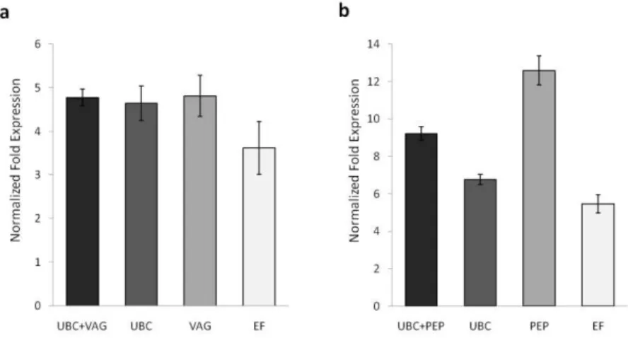 Figure 3. Differential gene expression of PAL in grapevine leaves induced by (a) wounding  and (b) UV-C irradiation