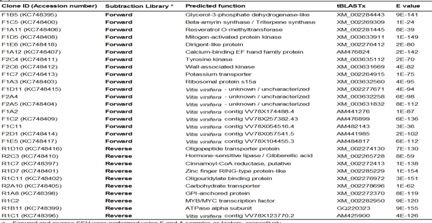 Table 3. Differentially expressed transcripts detected by SSH of symptomatic (S) and asymptomatic leaves (A) from powdery-mildew infected  grapevines