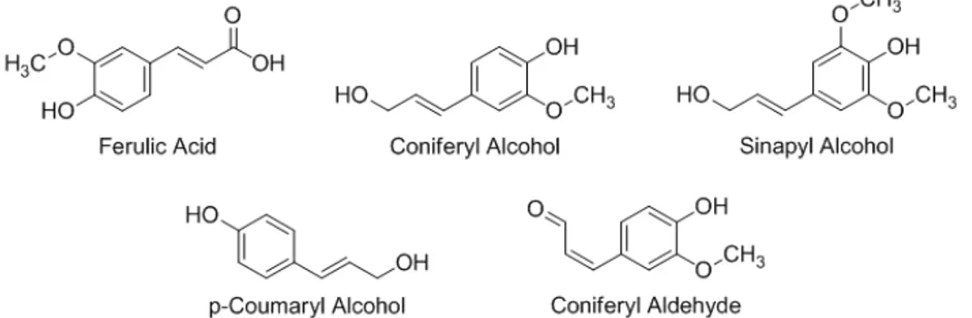 Figure  12.  Hydroxycinnamic  acid  derivatives  potentially  involved  in  the  synthesis  of  lignans