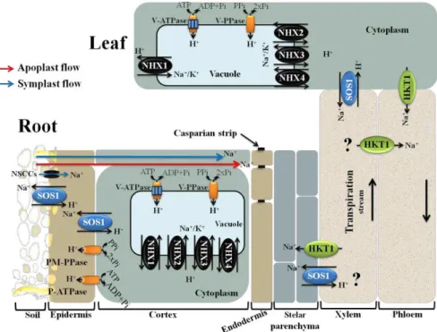 Figure  1.  Summary  diagram  showing  key  plasma  and  tonoplast  membrane  transporters,  channels and pumps mediating Na +  and K +  homeostasis in plants under salt stress (adapted  from  Roy  et  al
