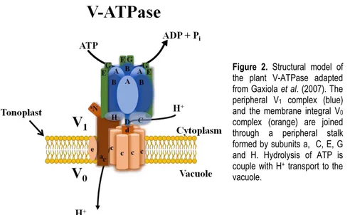 Figure  2.  Structural  model  of  the  plant  V-ATPase  adapted  from Gaxiola et al. (2007)
