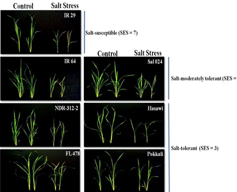 Figure 1. Visual effects of salinity on 11-day-old selected rice seedlings subjected to salt stress  (EC = 12 dS/m, ≈ 120 mM of NaCl) or to control conditions (no salt applied) for 15 days