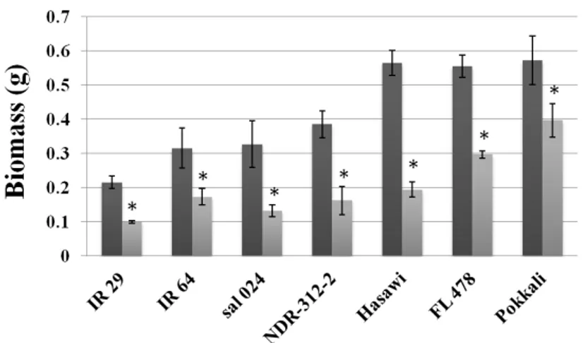 Figure  2.  Shoot  biomass  analysis  in  selected  rice  genotypes.  Eleven-day-old  seedlings  were   subjected  to  salt  stress  (EC  =  12  dS/m,  ≈ 120 mM of NaCl)  or  to  control  conditions  (no  salt  applied)  for  fifteen  days