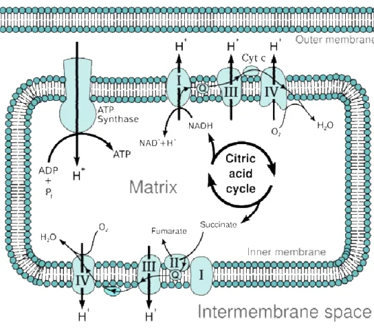 Figure 3 – Electron transport chain (ETC). Thin interconnected arrows depict  flow of electrons