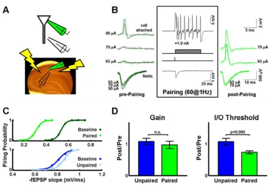 Fig. 5: LTP induced threshold left shifts with constant gain are not due to global  changes in excitability