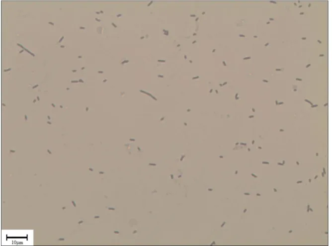 Figura 3.8. - Imagem de lâmina bacteriológica adquirida para determinação do diâmetro,  comprimento e volume celular