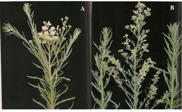 Figura 1: Plantas adultas de Conyza bonariensis (A) e Conyza canadensis (B) 