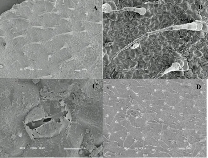 Figura 9: Superfície adaxial de C. canadensis: vista geral dos tricomas tectores unicelulares e  pluricelulares com aumento de 85X (Imagem A), detalhes de tricomas tectores pluricelulares  com aumento de 250X (Imagem B), detalhe de estômato anomocítico uti