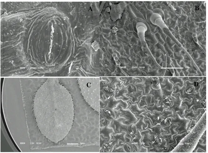 Figura 10: Superfície abaxial de  C.  canadensis: detalhe de estômato anomocítico utilizando  aumento de 3700X (Imagem A), detalhe dos tricomas tectores pluricelulares com aumento de  350X  (Imagem  B),  vista  geral  da  superfície  foliar  enfatizando  a