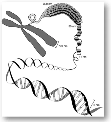 FIGURA 4 -    Esquema representando os vários níveis de compactação do DNA, desde a  dupla fita com 2 nm de diâmetro até a estrutura do cromossomo