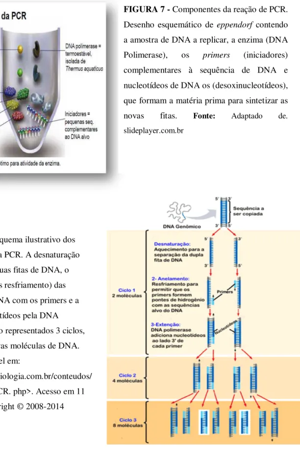 FIGURA 7 - Componentes da reação de PCR. 