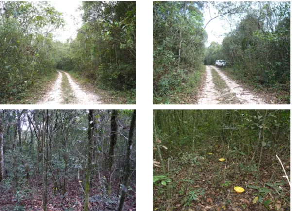 Figura 2.  Vista de mata mesófila semidecídua da Reserva Biológica Municipal da Serra do Japi 