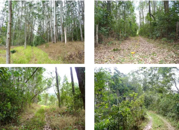 Figura 3.  Vista de sub-bosque nativo em meio a eucalipto da Reserva Biológica Municipal da Serra do Japi