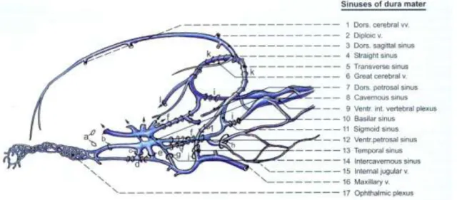 Figura 6 - Visualização do sistema de seios venosos da cabeça (Budras et al, 1995). 