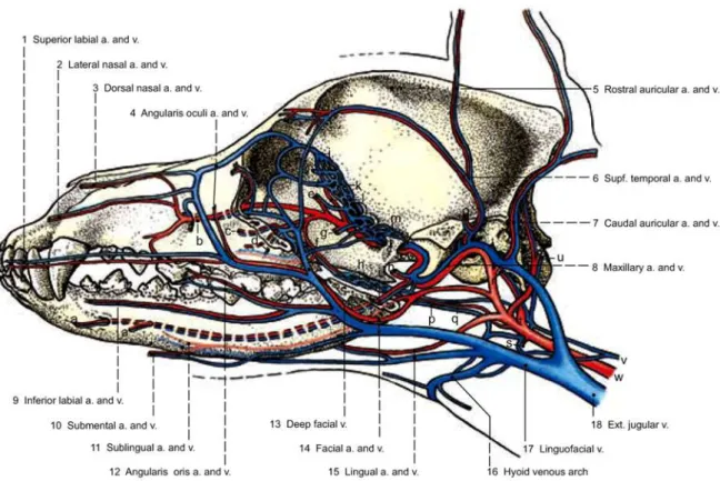 Figura 7 - Drenagem venosa e irrigação arterial da cabeça (Budras et al, 1995). 