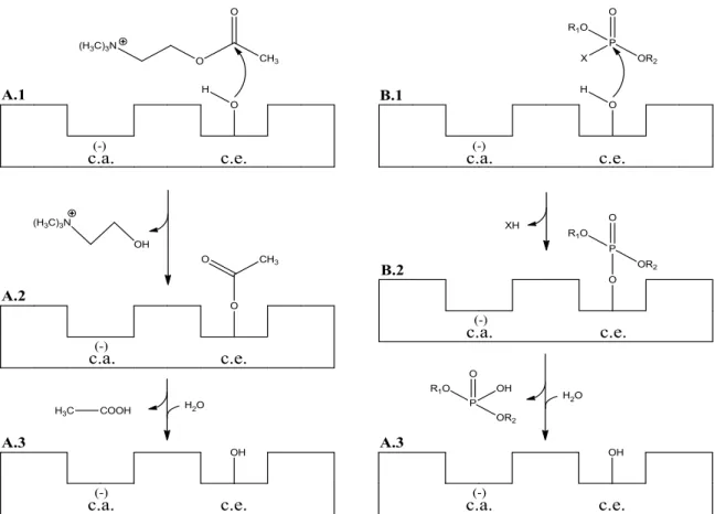 Figura 11 – Mecanismo de ação da acetilcolinesterase na presença de (A) acetilcolina e de (B) fosfatos 